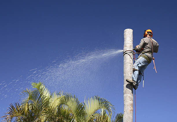 Bratenahl, OH Tree Removal Services Company