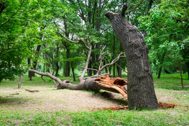 How Our Tree Care Process Works  in  Bratenahl, OH