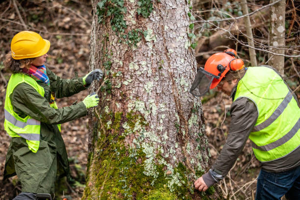 Best Arborist Consultation Services  in Bratenahl, OH